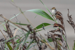 Cisticola galactotes