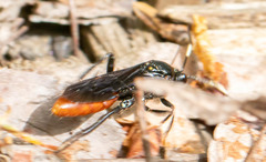 Protichneumon grandis