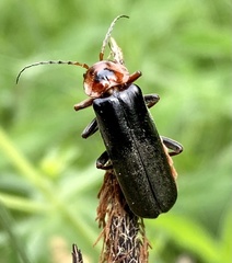 Cantharis annularis