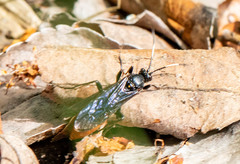 Protichneumon grandis