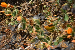 Stenocercus ornatissimus