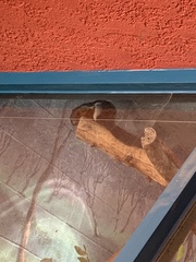 Callosciurus prevostii