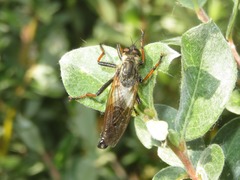 Pamponerus germanicus