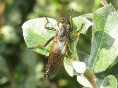 Pamponerus germanicus