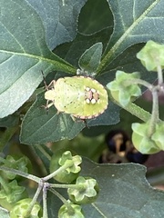 Nezara viridula