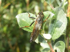 Pamponerus germanicus