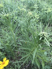 Asclepias hirtella