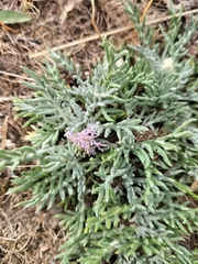 Jurinea humilis