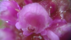 Elleanthus capitatus