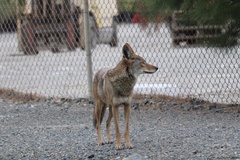 Canis latrans