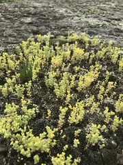 Sedum nuttallii