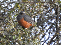 Pseudosaltator rufiventris