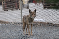 Canis latrans