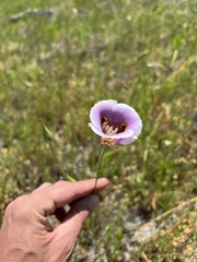 Calochortus superbus