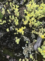 Sedum nuttallii
