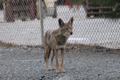 Canis latrans