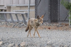 Canis latrans