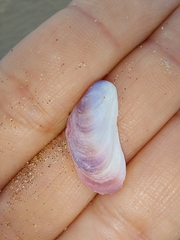 Hiatula