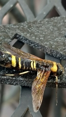 Eriotremex formosanus