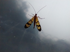 Panorpa rufescens