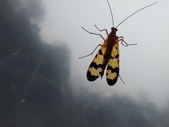 Panorpa rufescens