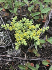 Sedum nuttallii