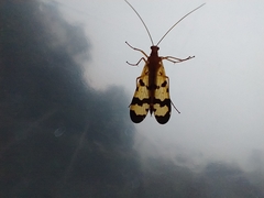 Panorpa rufescens