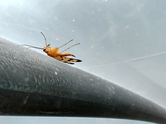 Panorpa rufescens