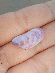 Hiatula