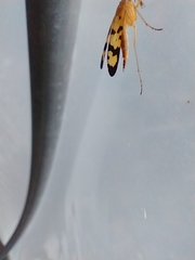Panorpa rufescens