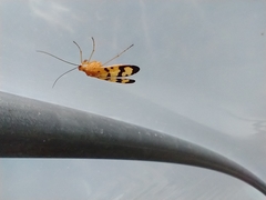 Panorpa rufescens