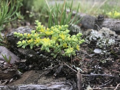 Sedum nuttallii