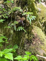 Polypodium scouleri image