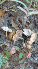 Paramarasmius mesosporus