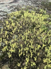 Sedum nuttallii