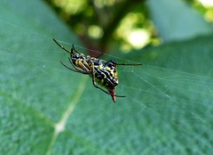 Micrathena flaveola