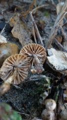 Paramarasmius mesosporus