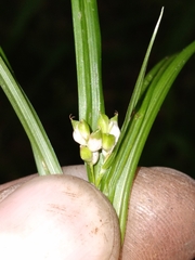 Carex abscondita