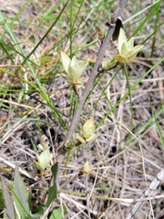Shepherdia canadensis