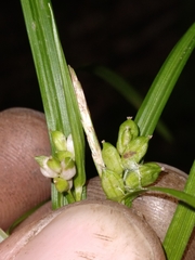 Carex abscondita