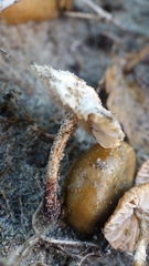 Paramarasmius mesosporus