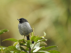Diglossa carbonaria