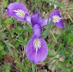 Iris tenax tenax