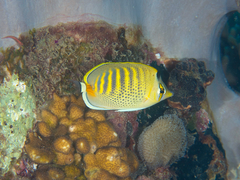 Chaetodon punctatofasciatus