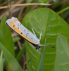 Lycaena dispar
