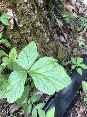 Hydrastis canadensis