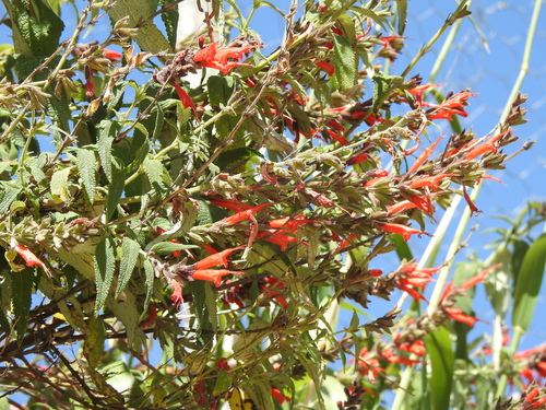 Image of Salvia haenkei by no rights reserved
