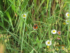Lycaena phlaeas phlaeoides