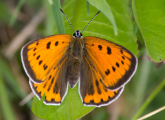 Lycaena dispar