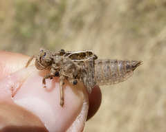 Libellula luctuosa